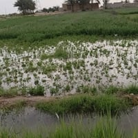 السنية الديوانية • ٧ دونم • بيت ٣٠٠م