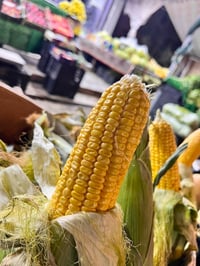 ذره اسبانيه • ذره • شوندر دموي • شوندر • خضروات • علوه