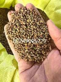 بذور سيسبان جملة متوفر 07749095779