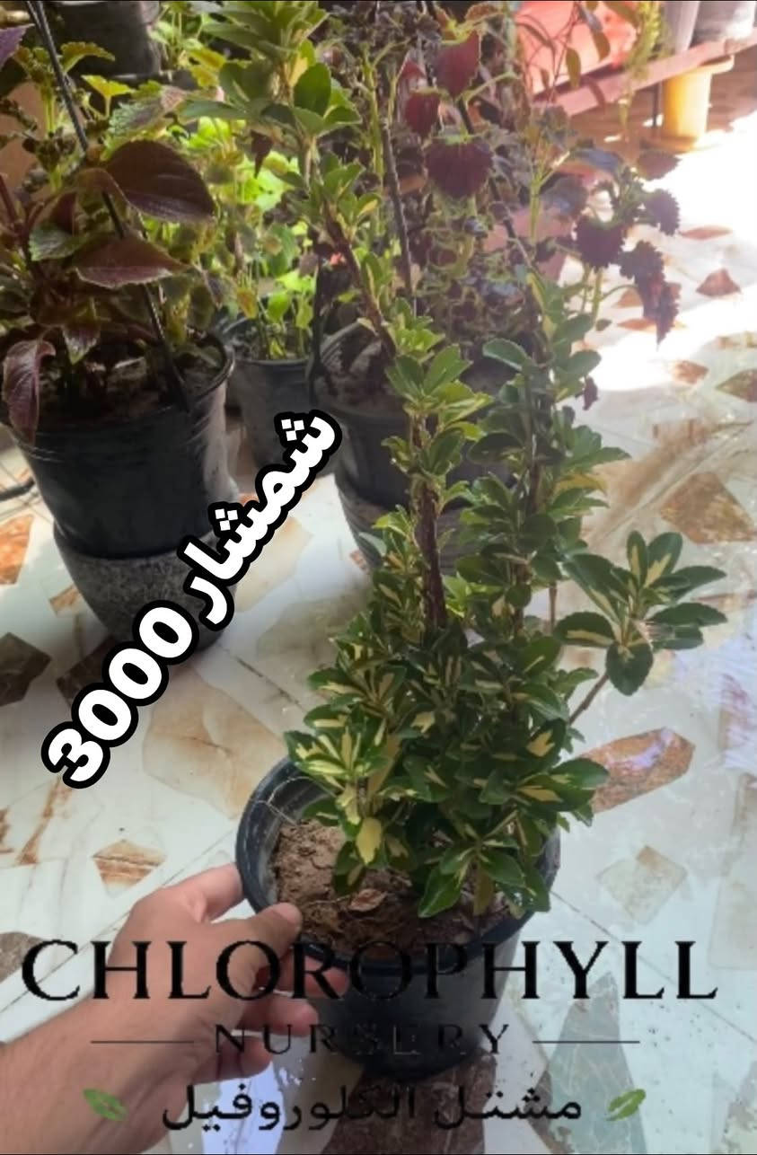 مشتل الكلوروفيل🌿🍀
يتوفر لدينا كافة النباتات المنزليه 
🚚 التوصيل داخل الموصل فقط (ايسر+ايمن)
للحجز والاستفسار *********** 📞 واتساب
#الموصل #نباتات #نباتات_منزلية #نباتات_الزينة
@إشارة
