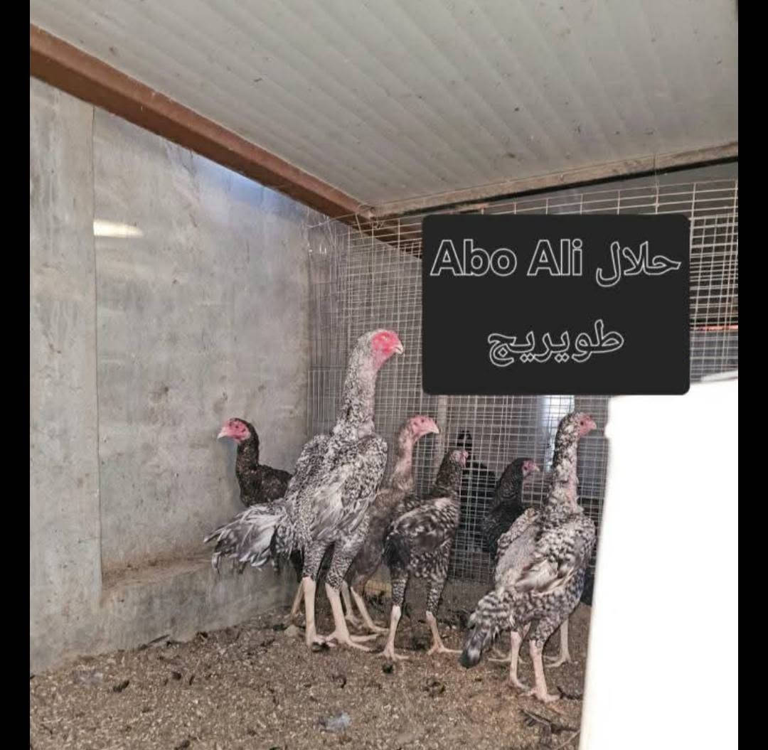 اللهم صل على محمد وال محمد 🧿🧿

متوفر مخاليف هراتي بلايمد  عمرهن 4تشهر 

 ناشفات خط اول  صحه ونشاط فول الحمد لله صورهن وصور امهاتهن بالمنشور((#الامهات_غير_متاحات))

عددهن 2 ديج ودجاجه .   #ب75 
من حلال Abo Ali 
مكان كربلاء طوريج 
اليريدهن يتصل 
***********
