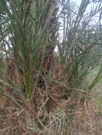 افراخ • استعمران وخضراوي • سوق الشيوخ