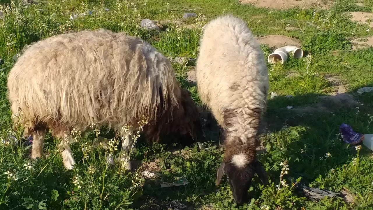 سلام عليكم يوجد نعجه  ودجه حانيه بعدها مو والده ونعجه ام ثالث شرط النصاحه على كل عيب  مال ربط النصاحه مو 3ايام انطيك بيها سبوع الشراي يتصل بدون مراسله رقم الهاتف ***********\***********
