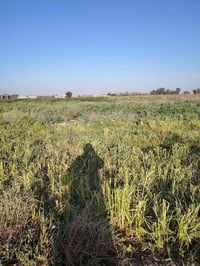 ارض زراعيه • ٥دوانم • بلعوده ع الشط