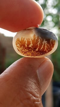 يماني • انسي حر • غير مجمر