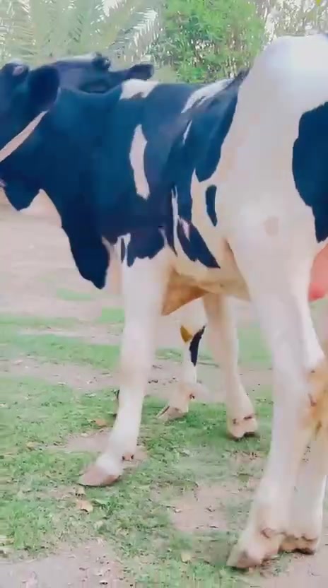 *********** بي واتساب 
***********
عجل وبجر يرهمن گصابه وجني  هوالشتاين لااصلي شرط الصحاء المكان بابل
