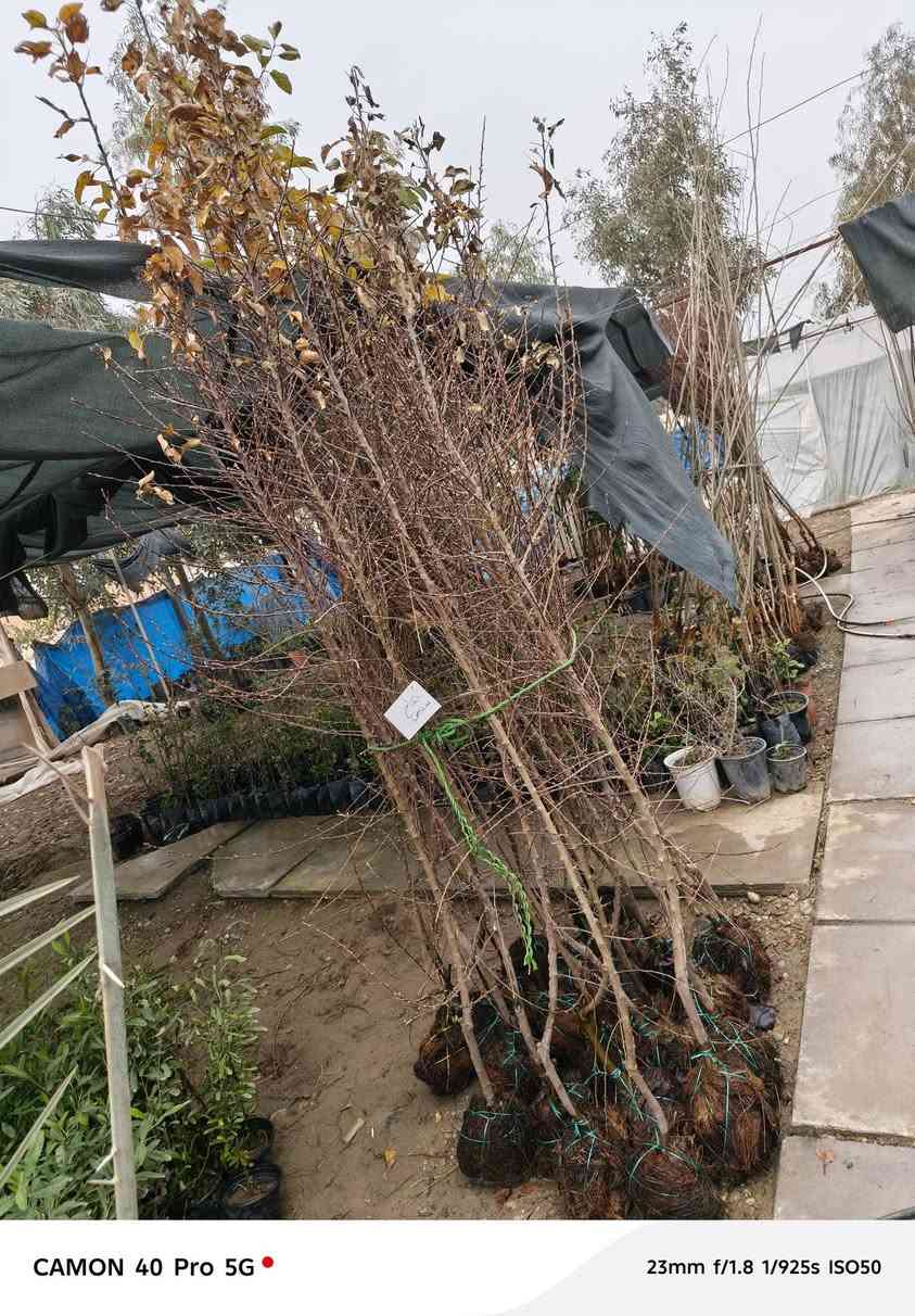 🌳 #وصول_وجبة_اخرى 🌲
متابعينا الاعزاء وصلتني وجبة اخرى من الاشجار الفواكه النفضية اشجار عالية وكلها طاكه اوراق جديدة (فول الفول) 🌟

  زورونآإ تـ♥̨̥̬̩جـ♥̨̥̬̩دون مـ♥̨̥̬̩آإيسرگ♥̨̥̬̩مـ♥̨̥̬̩

#مشہتہلہ_الہناعہوريہ_لہنباتہاتہ_الہزيہنة👩🏻‍🌾
🏠﮼العنوان :-
#صلاح_الدين/#قضاء_الدور/#قرب_البانزينخانه

#للحجزوالتوصيل 🚘
يرجى الاتصال برقم الاستاذ سعيد☎️
‭+٩٦٤ ٧٧٠ ٢٠٥ ٥٩٦٤‬
