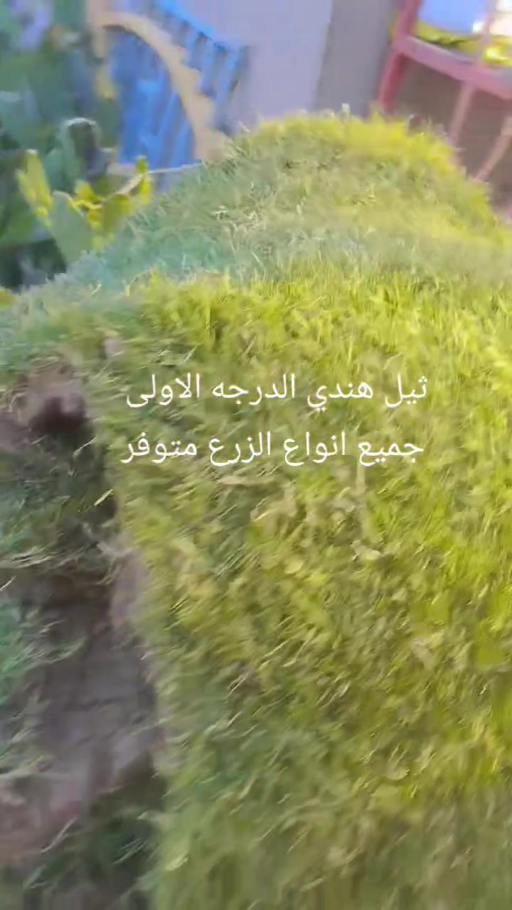 مشتل ابو انور الجوراني قرب مكتب احمد لاسدي ال بل شمري
