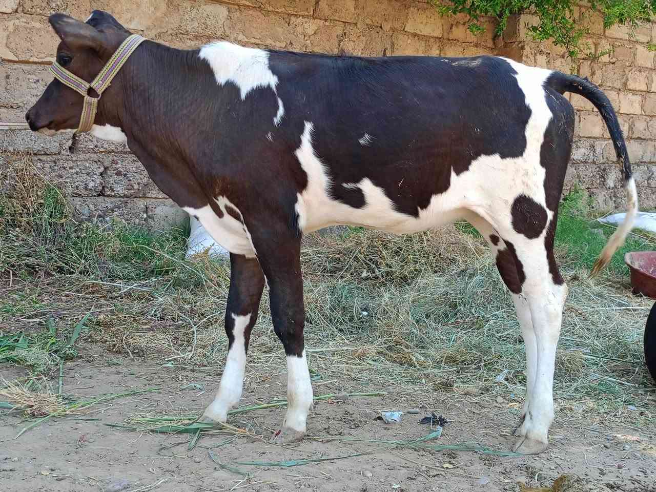 السلام عليكم
حوليه جنس فريزي الأصلي
شرط اجل وشرب ونصاحه 
حلوه مال جنيه حوليه صوره وصوت
م. صلاح الدين. الشرقاط . الخضرنيه 
***********
يوجد توصيل

