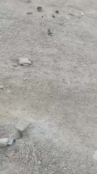 شط العرب التنومة • طابو زراعي • ٣٠٠م