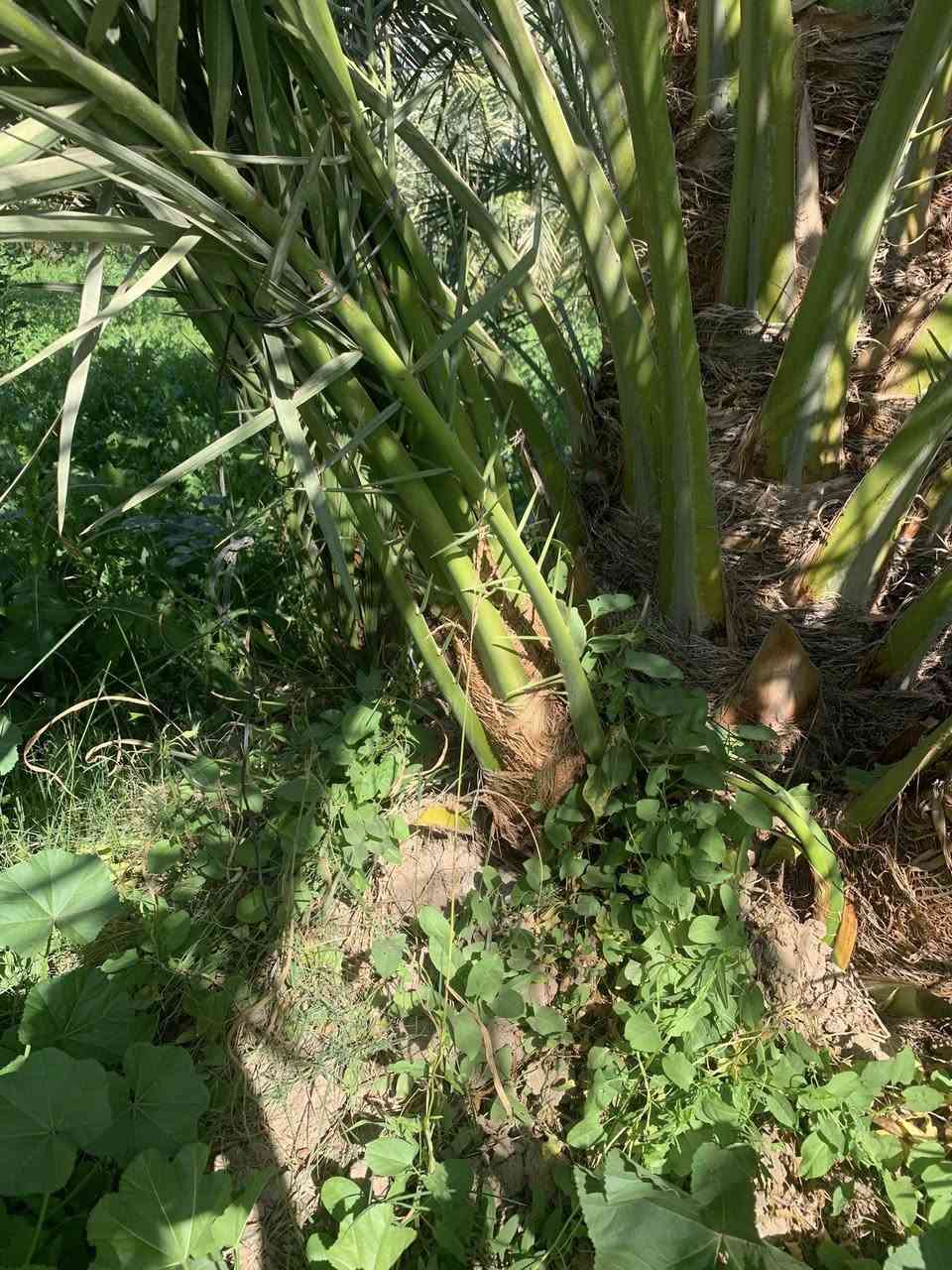 اللهم صل على محمد وآل محمد 
يتوفر لدينا فسائل البرحي النسيجي 
العنوان واسط قضاء الصويرة للاستفسار الاتصال على الارقام التاليه ***********
للعلم القلع بحضور المشتري
