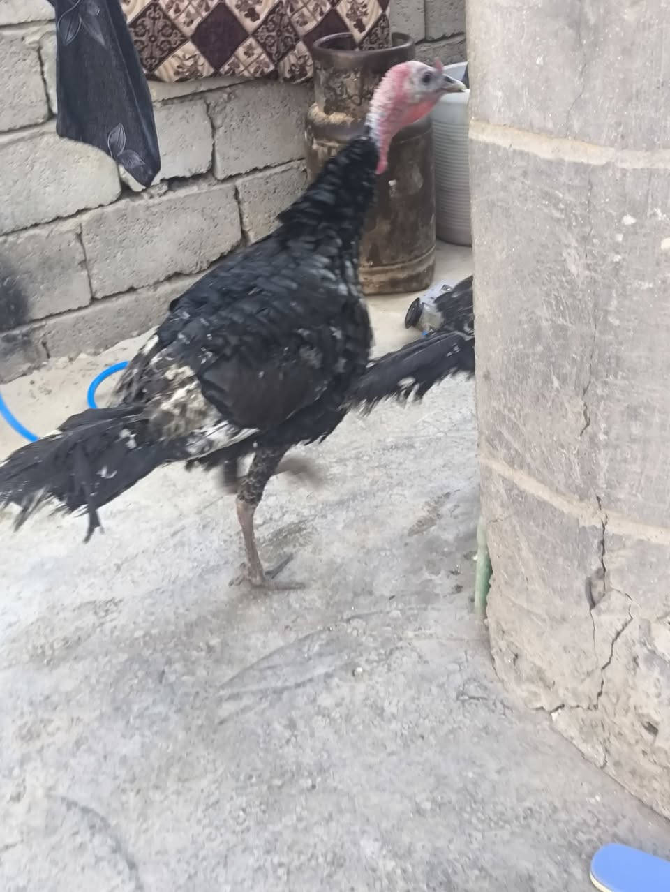 بسم الله وصلاه ع نبي محمد وآل محمد 🌺
متاح افحله فسفس  العددد ٣ قفل ب ١٥٠
حيل اسمان حيل امفولت 
واذا مفرد الوحد ب ٦٠
مكاني حديثه شيخ حديد يوجد توصيل حسب الاتفاق لشراي يتصل ويدلل 
***********
