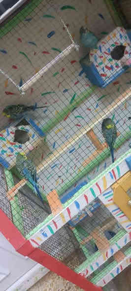 4تكات طيور حب مع القفص وملحقاته ب 40الف بيه مجال بسيط اتصل  ***********
