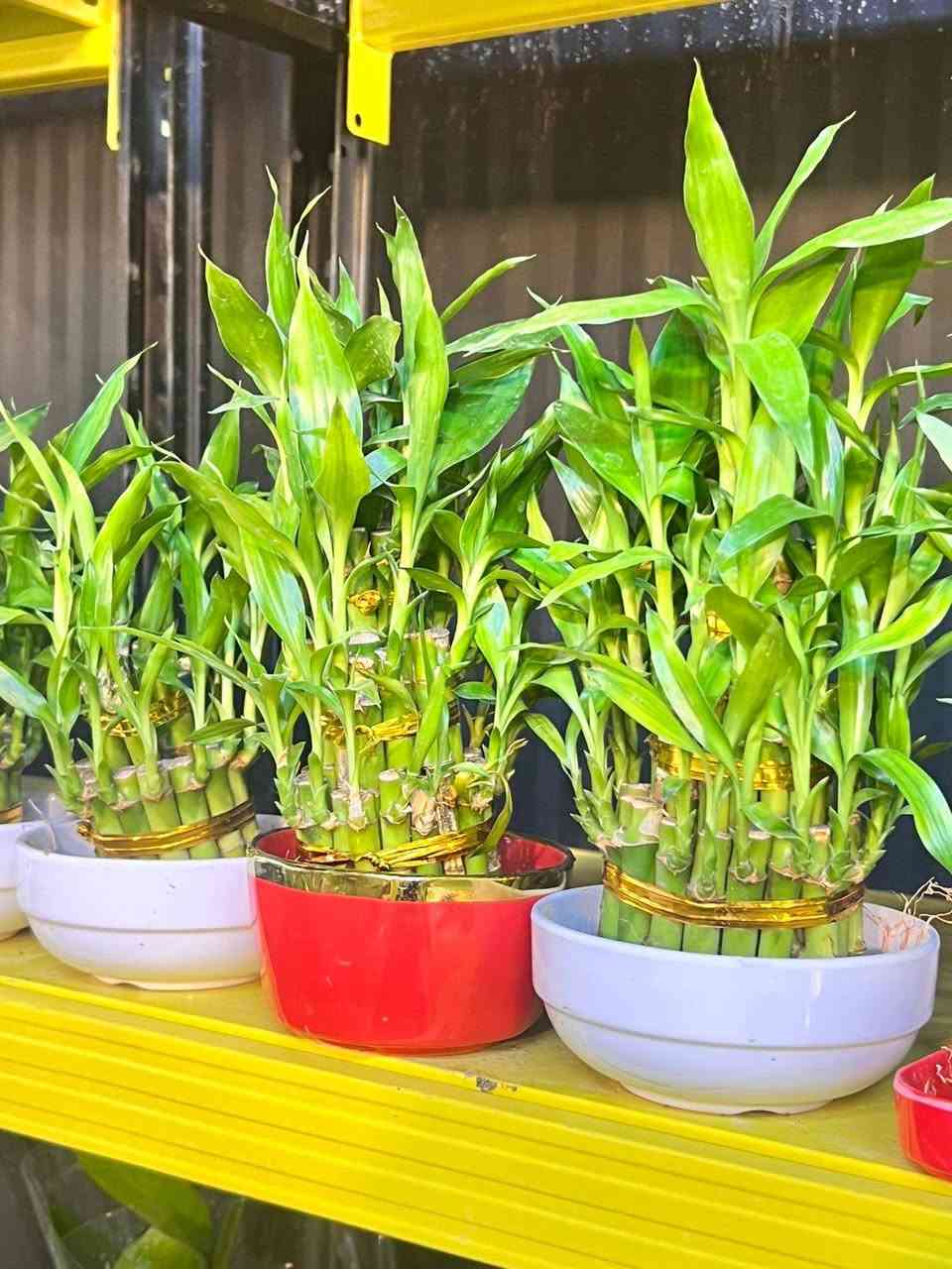 من مشتل البيجية.. الطبيعة بين يديك! 🌸🌵
لا تكتمل أناقة منزلك إلا بلمسة خضراء. تشكيلة مميزة من النباتات المنزلية والزهور العطرية بانتظارك في المنصور.
📍 تجدونا في:قرب براند اوتليت،البيجية، الكرخ، بغداد.
📞 للطلب والاستفسار: ***********
#مشتل_البيجية #نباتات_منزلية #جمال_الطبيعة #بغداد #المنصور
