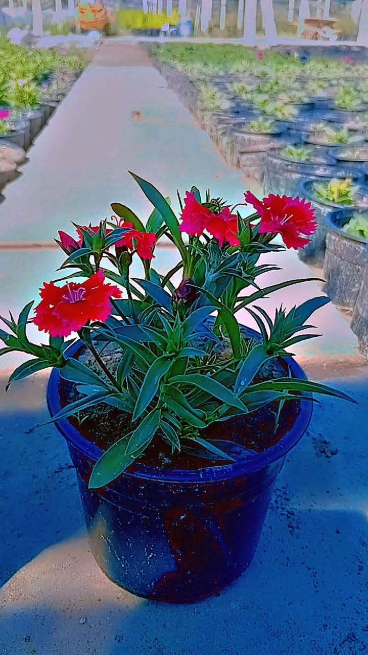 مشتل غابات النعيميه يوجد شتلات ورد.  البتونيه  
بجمله سعرها ٣٥٠دينار 
مفرد سعر شتله ب٥٠٠دبنار 

تواصل واتس *********** 
,,الاثير ***********
