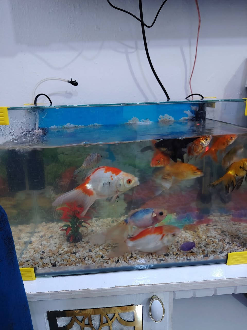 سلام عليكم حوض سماك زينه عدد ١٠زغار+٣كبار+فلتر+هيترالسعر ٦٠


**إذا كنت صاحب هذا الإعلان وتريد حذفه لأي سبب، رجاءا أرسل رسالة إلى الدعم الفني**