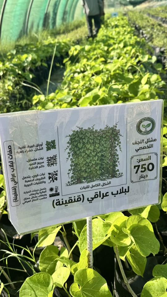 يسرنا ان نعلن عن اطلاق بيع شتلات الزينة والجاهزة للبيع الان وهي موضحة بالصور مع الاسعار🌿

تتوفر لدينا تشكيلة متنوعة من شتلات الفاكهة والزينة وبجودة ممتازة وبأسعار مناسبة 🌱

📍 العنوان:
شارع نجف – كربلاء / عامود 173
قرب أكاديمية الشرطة وفرقة الإمام علي

🕘 أوقات العمل:
من الأحد إلى الخميس
من الساعة 7:00 صباحاً ولغاية 1:00 ظهراً

🌳 مشتل النجف
أهلاً وسهلاً بزيارتكم
#مشتل_النجف_التخصصي
#دائرة_البستنة


**إذا كنت صاحب هذا الإعلان وتريد حذفه لأي سبب، رجاءا أرسل رسالة إلى الدعم الفني**
