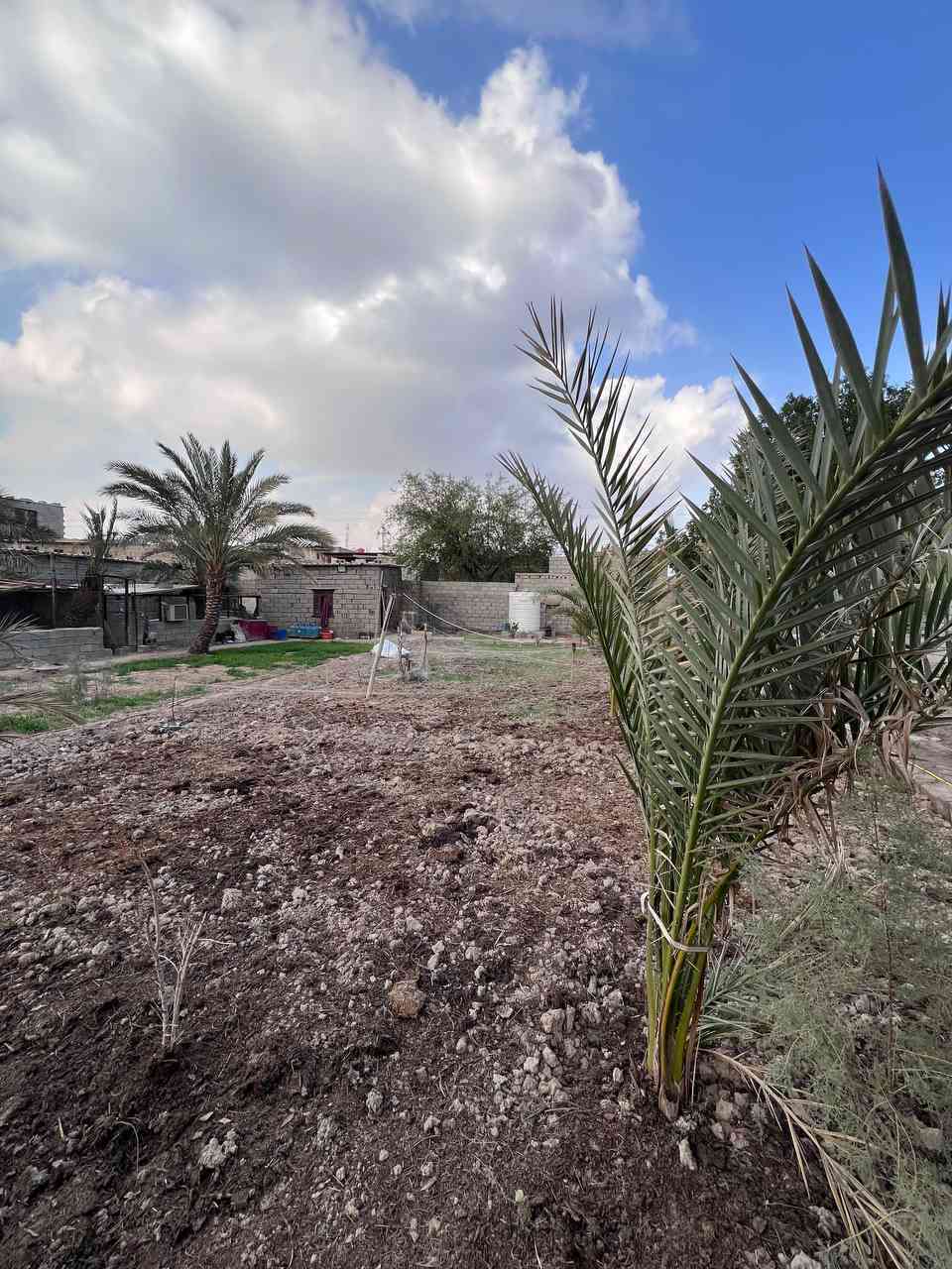 شوفلي ترتيب هذا البستان 🌴🪬
نص دونم بسعر 70 مليون وبي مجال
وقف سني مسجل أصولي 💯💯
الواجهة على شارع تبليط والخلف نهر جاري
مزروع وكامل مع تواجد أنواع النخيل 
وتوجد فيهِ محميات وغرفة استراحة 
إبي الخصيب - طريق الصحراء 
#للأستفسار :: متوفر واتساب 
***********
