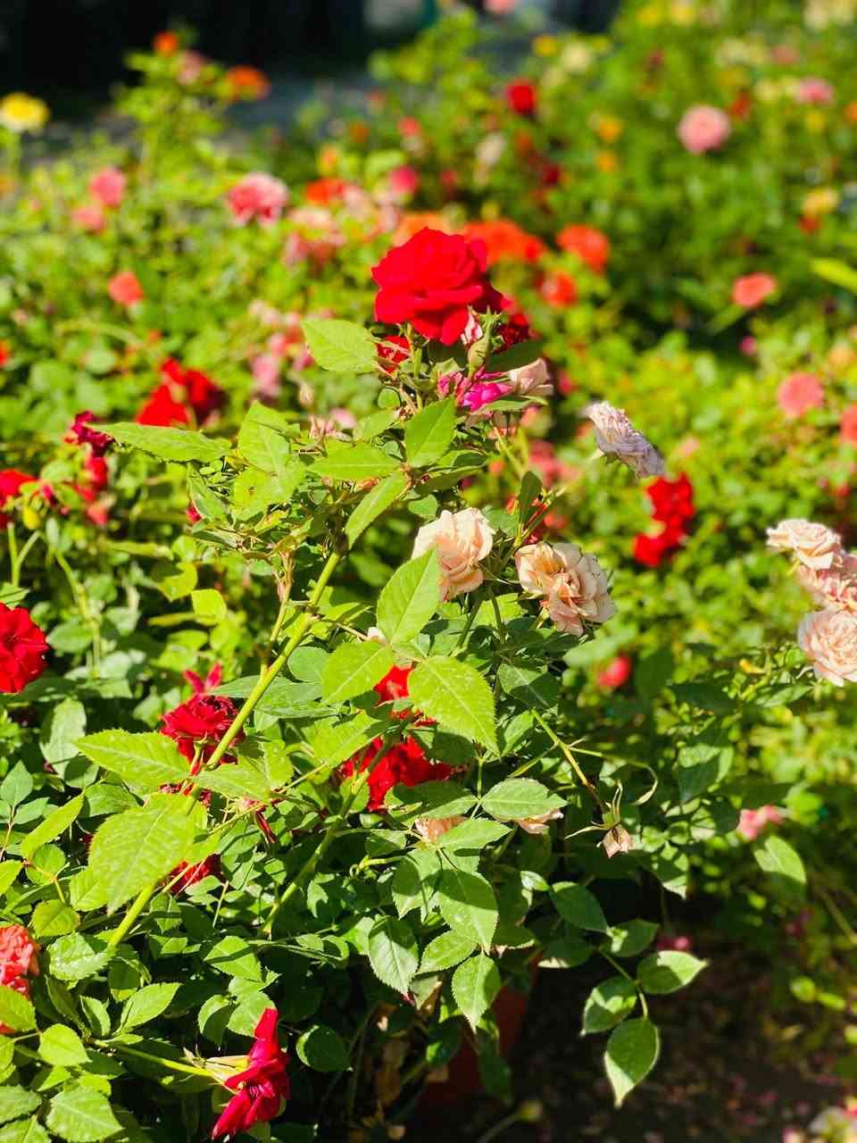 السلام عليكم متابعينا الكرام 

مع بداية موسم جديد..

يعلن مشتل شهيد العتبي 
وجود جميع انواع الشتلات
الظليه ولاخارجيه والثيل ونافورات 
والشلالات ولاسنادين والتحفيات 

يوجد كادر عمل كامـل
لتصميم الـحدائق والديكورات والـشلالات والنافورات بشكل جميل ومميز 
كل هذا بـ اسعار مناسبة

للأسفسار والتواصل معنا
يرجى مراسلـة الصفحة او الاتـصال على الــرقم 
*********** 

#مشتل_شهيد_العتبي ❤️🖤
