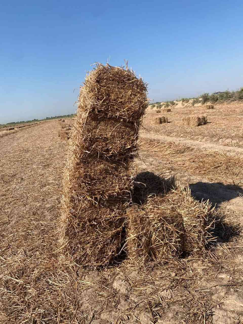 سلام عليكم يوجد تبن برسيم للبيع  عدد ٢٨٠ كبسة مكان واسط العزيزية الاتصال ***********
