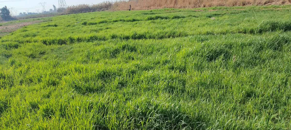 بسم الله الرحمن الرحيم كاع للبيع 8دونم بيه بيتين واحد كامل تكدر تنزل بيه واحد عوزه بس كهرباءوالباخ 
  بغداد نهروان تقاطع نهروان يم حسينية جعفر الصادق وكذالك سواق ماركت القمه انا مكلف بانشر تصل وبيك خير ودلل. ***********
