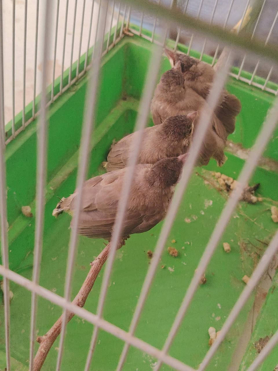 سلام عليكم بلابل للبيع عدد 4


**إذا كنت صاحب هذا الإعلان وتريد حذفه لأي سبب، رجاءا أرسل رسالة إلى الدعم الفني**