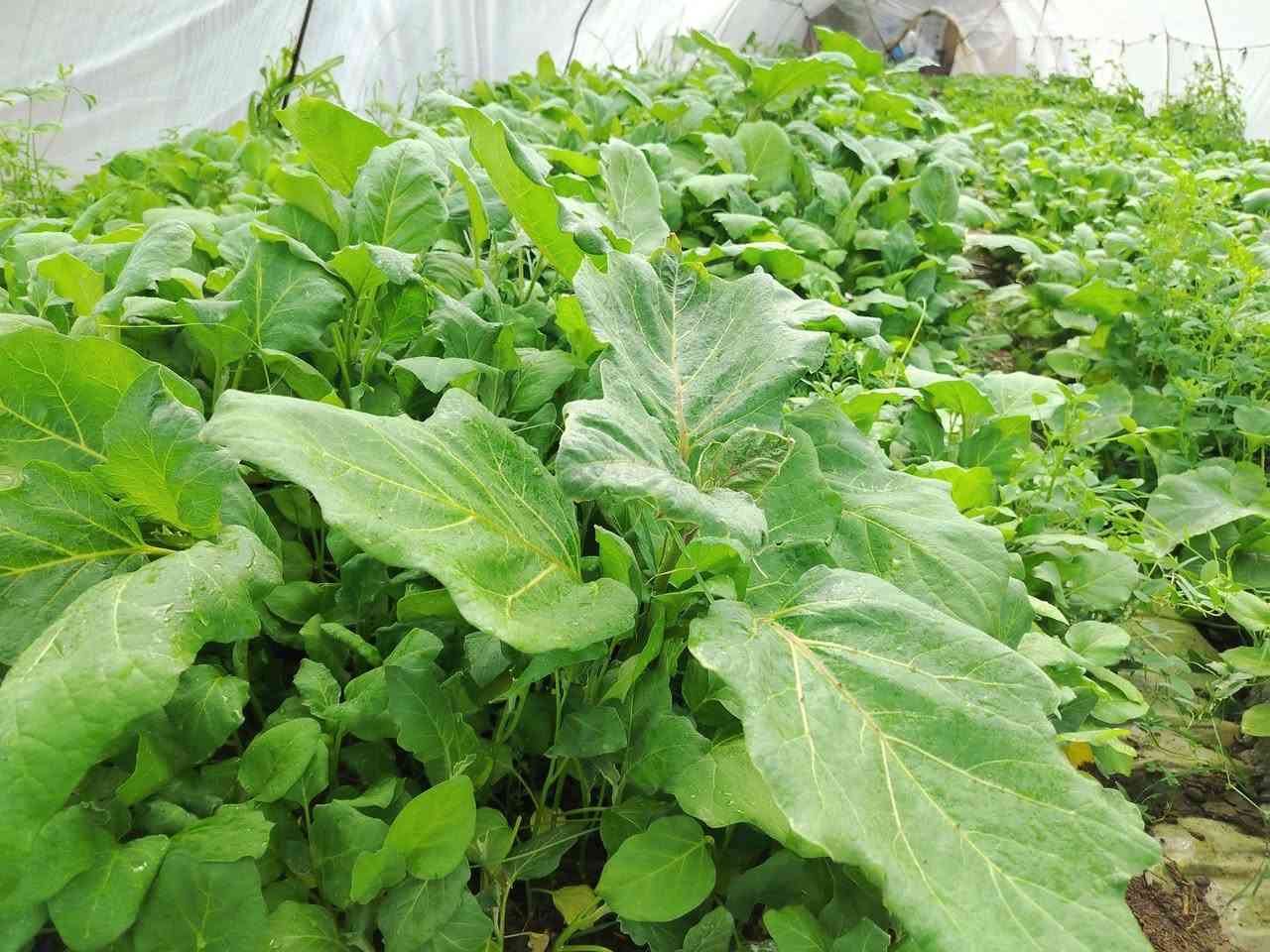 دايه بيذنجان ابوالمشط للبيع لديوانيه قضاء سومرقرب لسريع 
الستفسار***********
