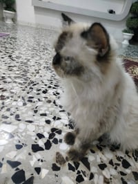 قطة وصغار • ٦ • ابن يقطين