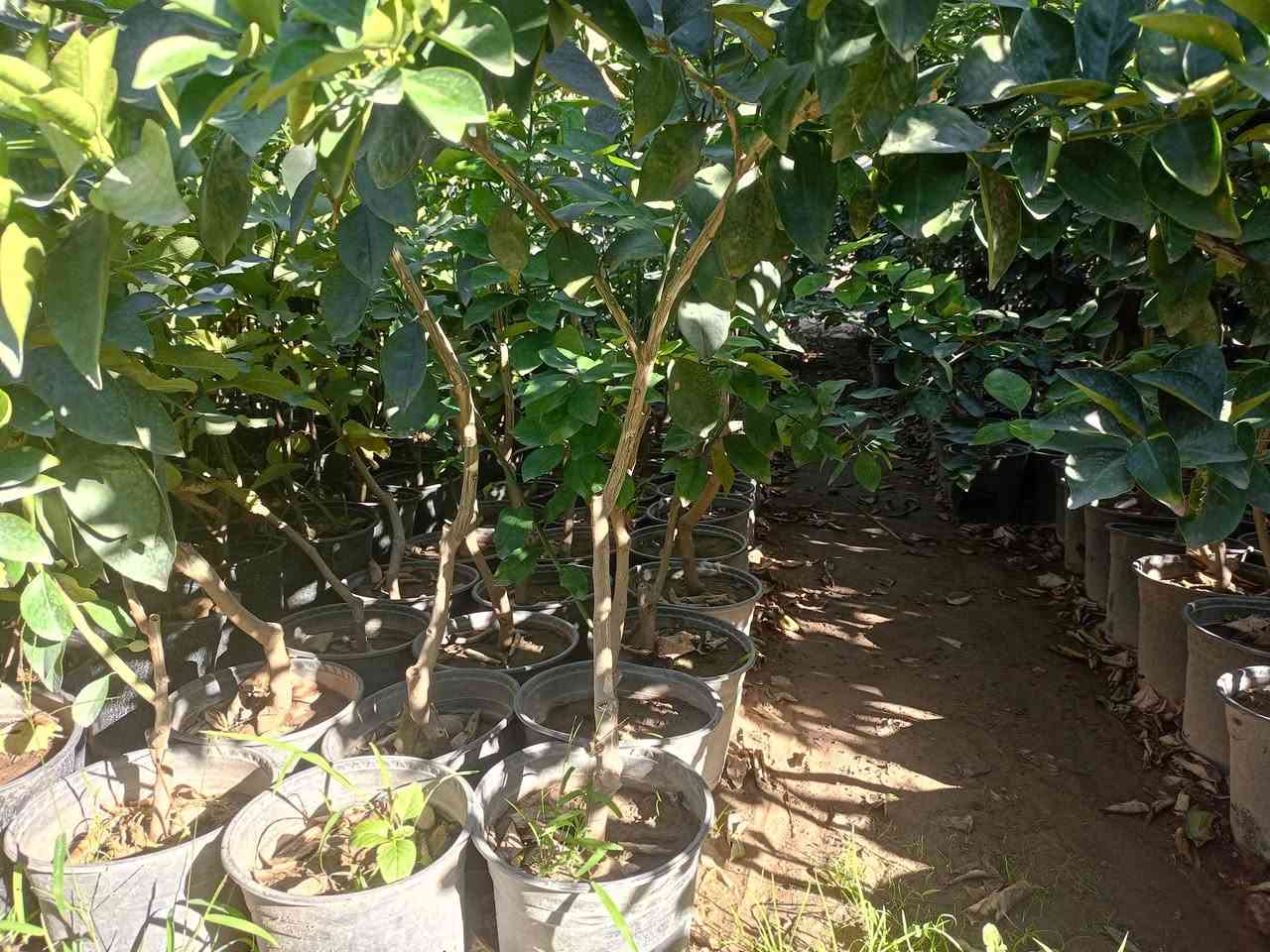 مشتل كرار الزراعي      لايوجد توصيل اعتذر منكم فقط للجمله 

يتوفر        يتم تجهيز كل محافظات 

برتقال عراقي 
  ليمون عراقي🍋 
سندي عراقي
لالنكي عراقي 
الكرفود عراقي
الاسعار جمله فقط سعر جمله 9٫000 دينار
العنوان جزيرة بغداد السياحيه قرب باب اولئ واتساب ***********
حجم سندان 24 عود جبر
