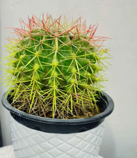 صبار زينة • سهل العناية • مناسب للمبتدئين