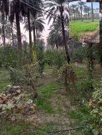 عمل بستان • وظيفة بستان • مطلوب عائلة • عامل بستان • سكن بالبستان • فر...