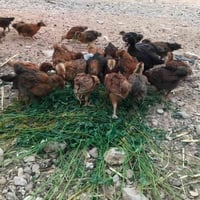 افراخ عرب • فراخ عربي • صيصان عربية • دجاج عربي • دواجن • افراخ ملقحة ...