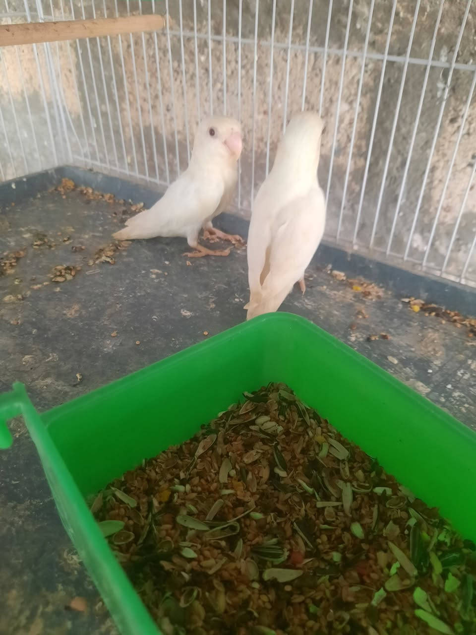 متاح للبيع *********** موجود واتساب هم
