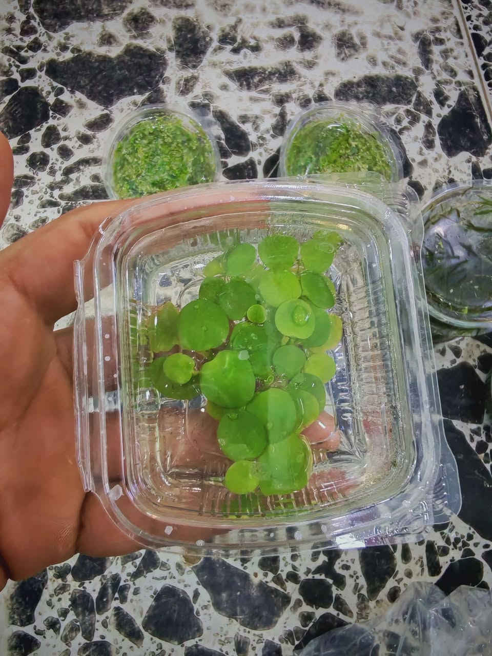 متوفر نبات طبيعي خاص بالاحواض الاسماك  كله انتاج عراقي سهل العنايه
 سعر الشتله ٢٠٠٠ فقط 🌷


**إذا كنت صاحب هذا الإعلان وتريد حذفه لأي سبب، رجاءا أرسل رسالة إلى الدعم الفني**