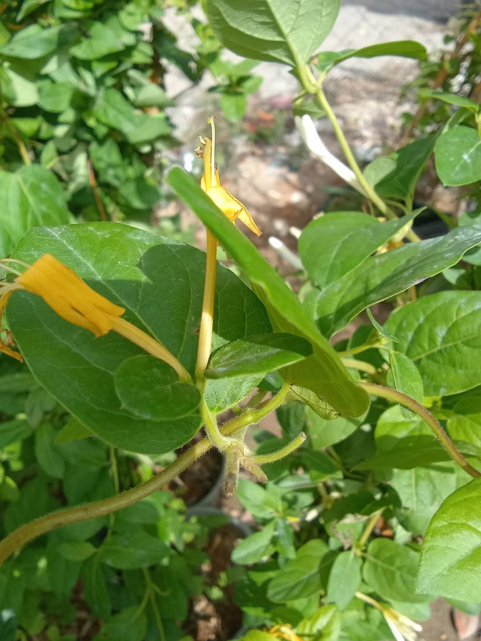 متسلق ورد العسل العطري 
او الياسمين الابيض ب٢٥٠٠ ارتفاع. متر
من افضل انواع المتسلقات العطريه 
التوصيل داخل بغداد فقط 
للطلب مراسله فقط واتساب
***********
