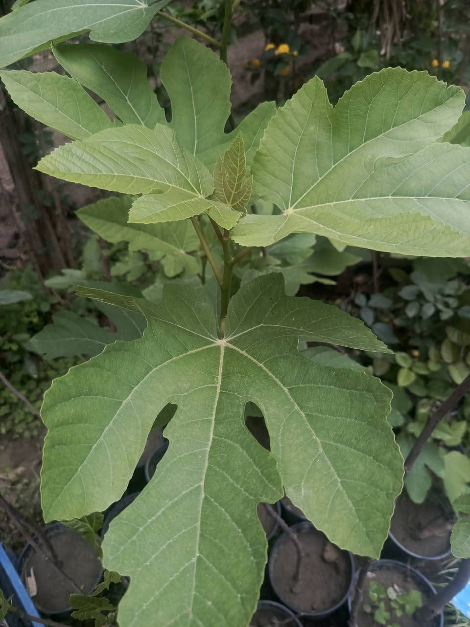 توفر شتلات تين اصفر تركي 
ارتفاع الشتله 80سم فما فوق
للحجز والطلب يرجى المراسلة 
توصيل فقط المسيب ___كربلاء __حله___بغداد


**إذا كنت صاحب هذا الإعلان وتريد حذفه لأي سبب، رجاءا أرسل رسالة إلى الدعم الفني**