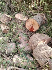 قطع الاشجاري07748898774