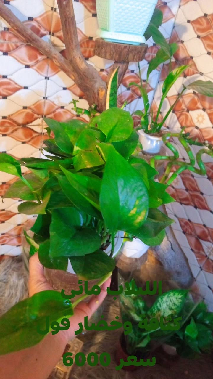 توفر نباتات ضلية حبايبي
الحجز والاستفسار مراسلة ع الخاص 🌾🌾


**إذا كنت صاحب هذا الإعلان وتريد حذفه لأي سبب، رجاءا أرسل رسالة إلى الدعم الفني**