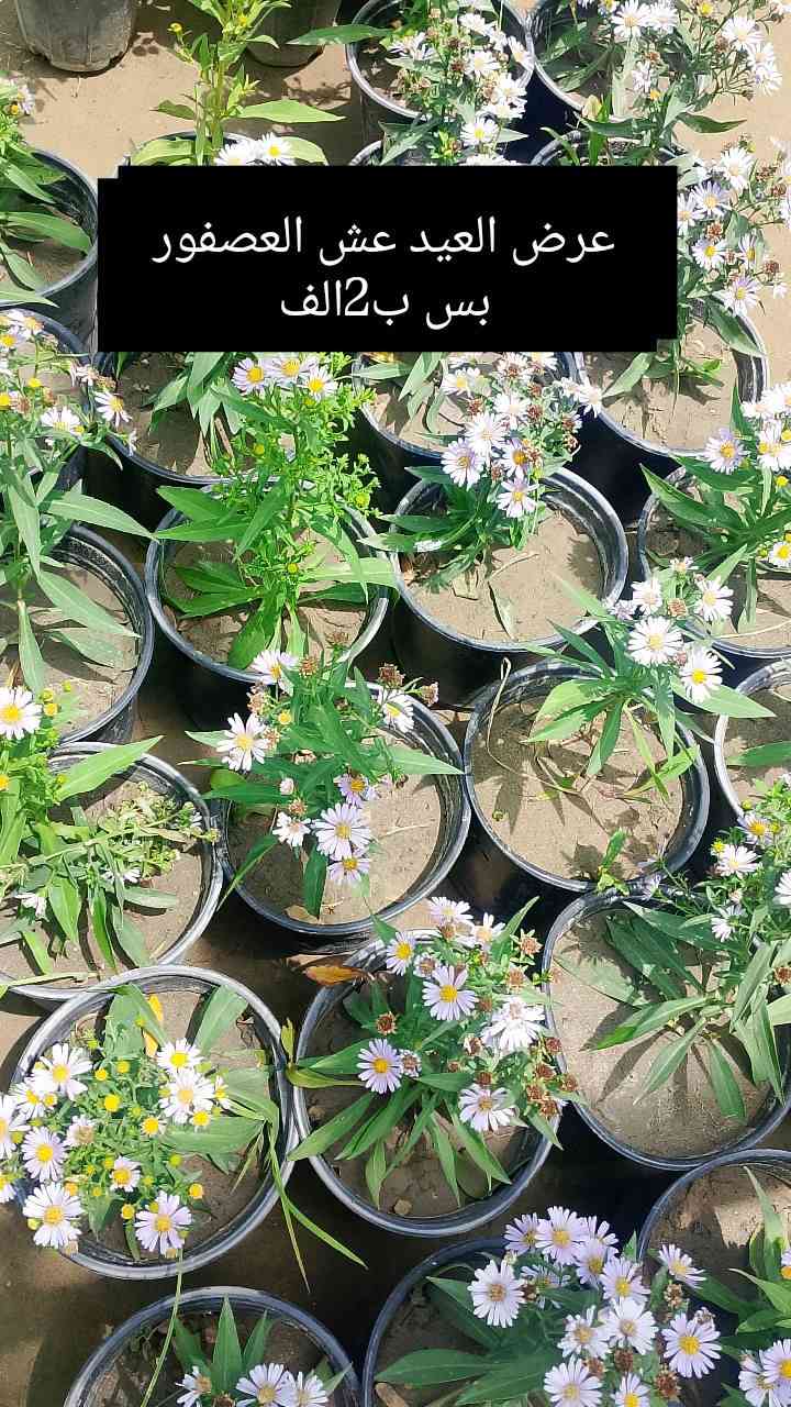 ✅عروض العيد مميزه ✅
يقدم لكم مشتل الانوار🌹
 عن عروض خاصه 🌲
بأنواع الأشجار.🪴🌹
تفاصيل أكثر داخل المنشور!
العنوان📍 صويره شارع العام🛻🛻 مجاور مجمع أبو زهراء للسيراميك.//قرب مطعم هنداس
🚖🚖يوجد خدمة توصيل 🚖🚖


**إذا كنت صاحب هذا الإعلان وتريد حذفه لأي سبب، رجاءا أرسل رسالة إلى الدعم الفني**