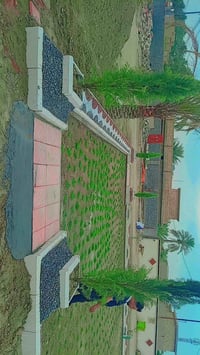 ////عرض رمضاني يخبل اسعار مناسبة ازرع حديقتك بأافضل انواع الثيل الامري...