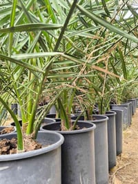 نسيجي • مختبر بريطاني • قضاء الصويرة