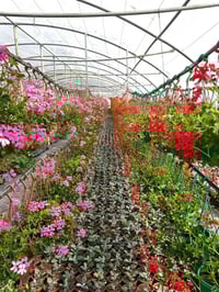 نستعرض لكم صور النباتات المُزهِرة المتوفرة حاليًا في مزرعتنا. للاستفسا...