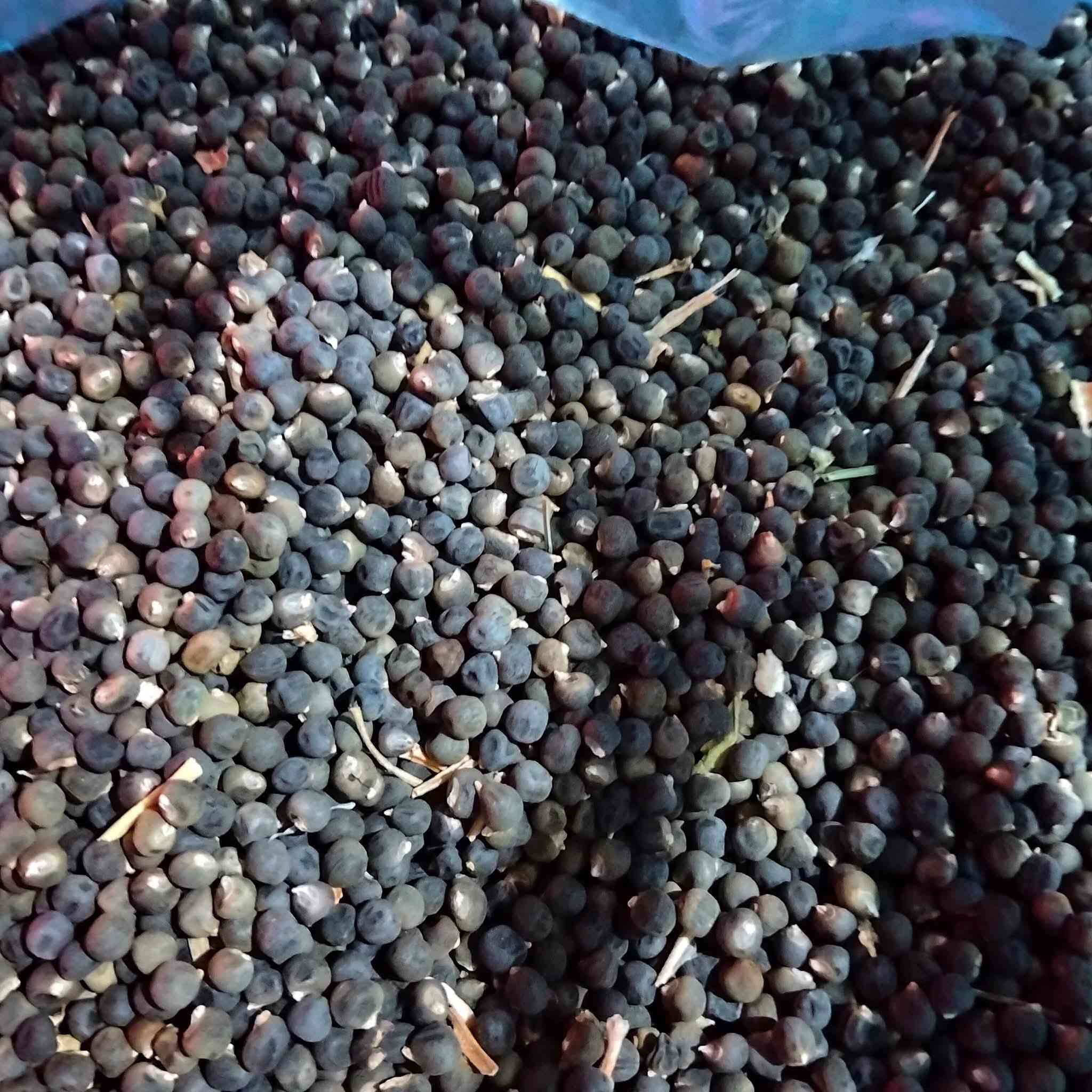 عندي بذور بانيه لهلوبه  للبيع الكيلو ٤٥ وبيه مجال وعندي دايات فلفل حار وبارد وبيذنجان دايات طينيه محاويل قرب حي الشهداء ***********
