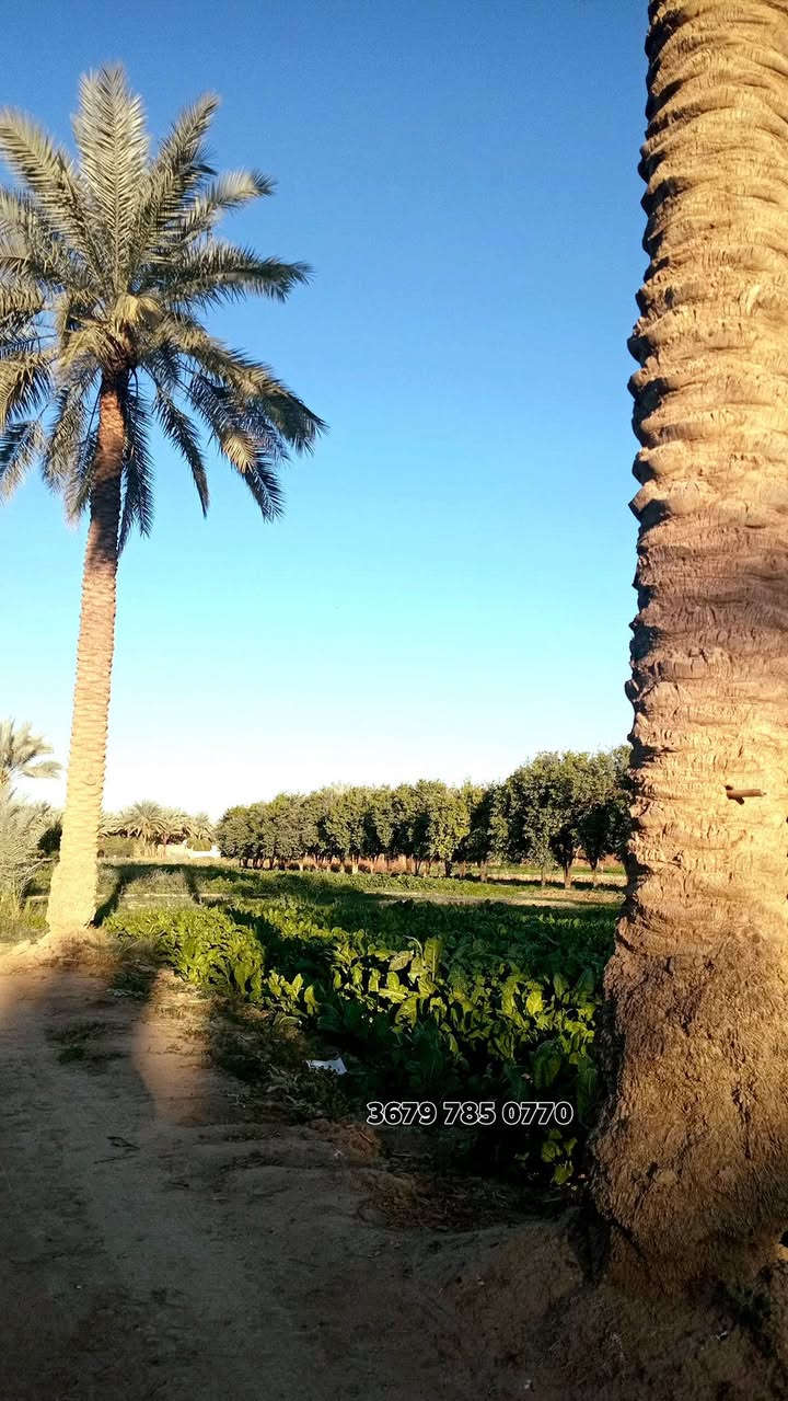 3 ثلاث دوانم طابو زراعي سند ٢٥ مشجره حمضيات بل كامل نخيل أصناف متنوعه
هاذا تصوير الأرض الواجه 50 نزال 150 العنوان بغداد الراشدية 
الدونم سعره 145 وبيها مجال بسيط ***********
