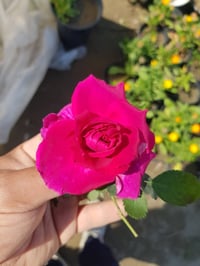 مشتل نيبور الزراعي على بركة الله جوري سلطاني عطري جاهز للبيع السعر (( ...