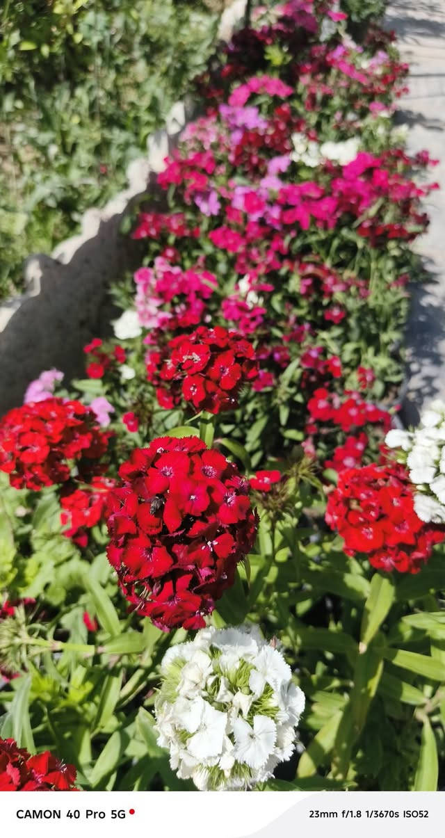 يعلن مشتل الربيع عن ووجود كافه انواع الزهور العطرية وغير العطرية بحجامها والوانها المحلية والاجنبية والعطرية 

1/ جهنمي عمودي ومستلق 🌹
2/ جهنمي تركي قطمر 🌸
3 / جوري عراقي وايراني🌹
4/ روز ايراني 🌺
5/ ورد الاستر والبتونيا والقرنفل 💐
6/ بخور الهندي 🌷
7/ متسلق النسرين الاحمر والابيض🍁
8/ متسلق العسل العطري 🌴
9/ ورد بنت القنصل🍄
10/  الكاردينا العطرية 🌼
11/ ورد الرازقي العطري 🌺

مشتل الربيع طريق الديوانية دغاره بعد معمل الطابوق 1 كيلو متر على جهه اليسار على جهه المعمل للاستفسار الاتصال على الارقام

ابو احمد *********** ناظم الجبوري 
ابو احمد ‏‪***********‬‏  وتساب 
سجاد *********** سجاد ناظم 

يوجد خدمه توصيل داخل محافظة الديوانية فقط
