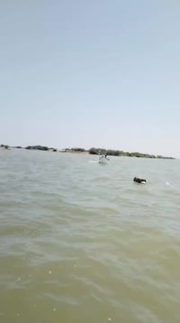 بانوشه • ١٥ذراع • بصرة كرمة علي