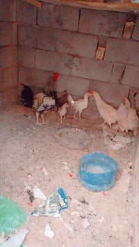 دجاج • دجاج للبيع • دجاج عربي • دجاجات • دواجن • طيور