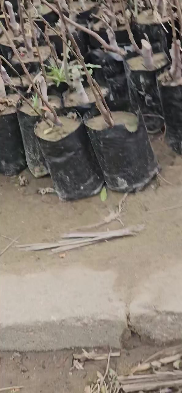 تين بني مسلم 
كل  ٣  بألف دينار 
تين خالد العبيد 
١٥٠٠ دينار
***********
بابل السريع الدولي كيش
