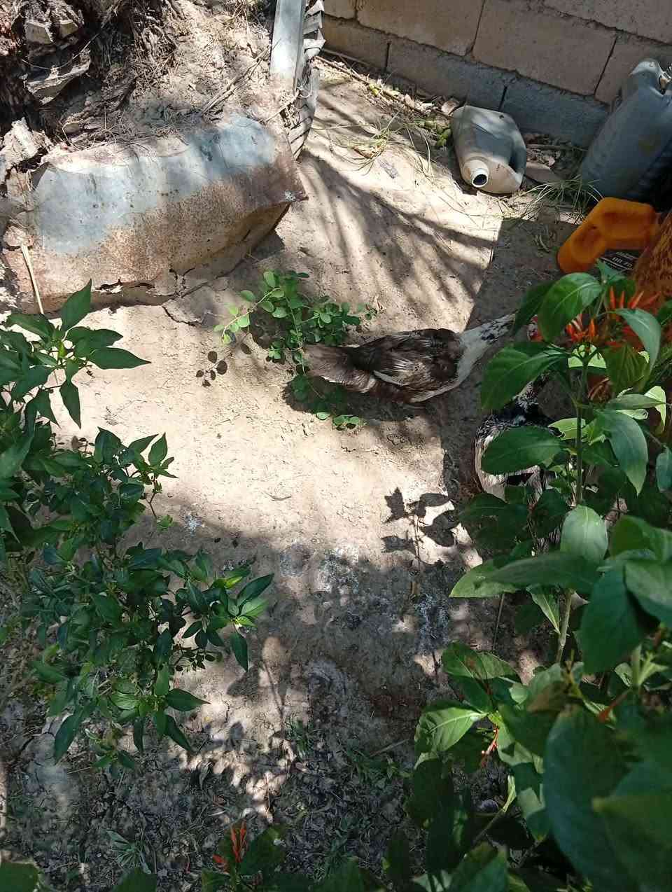 بط مصري نثية وفحل  ثنينهن ب 30 التواصل على الخاص


**إذا كنت صاحب هذا الإعلان وتريد حذفه لأي سبب، رجاءا أرسل رسالة إلى الدعم الفني**